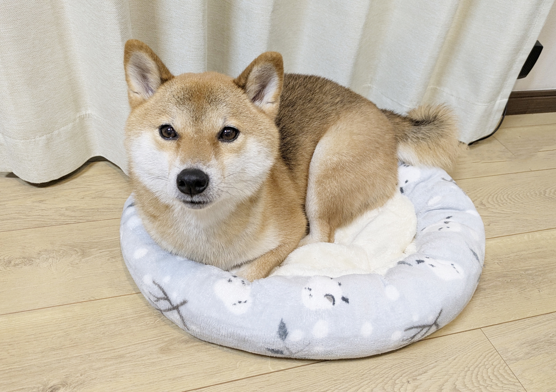 ペットの室内犬。テーマと合致するので載せています。