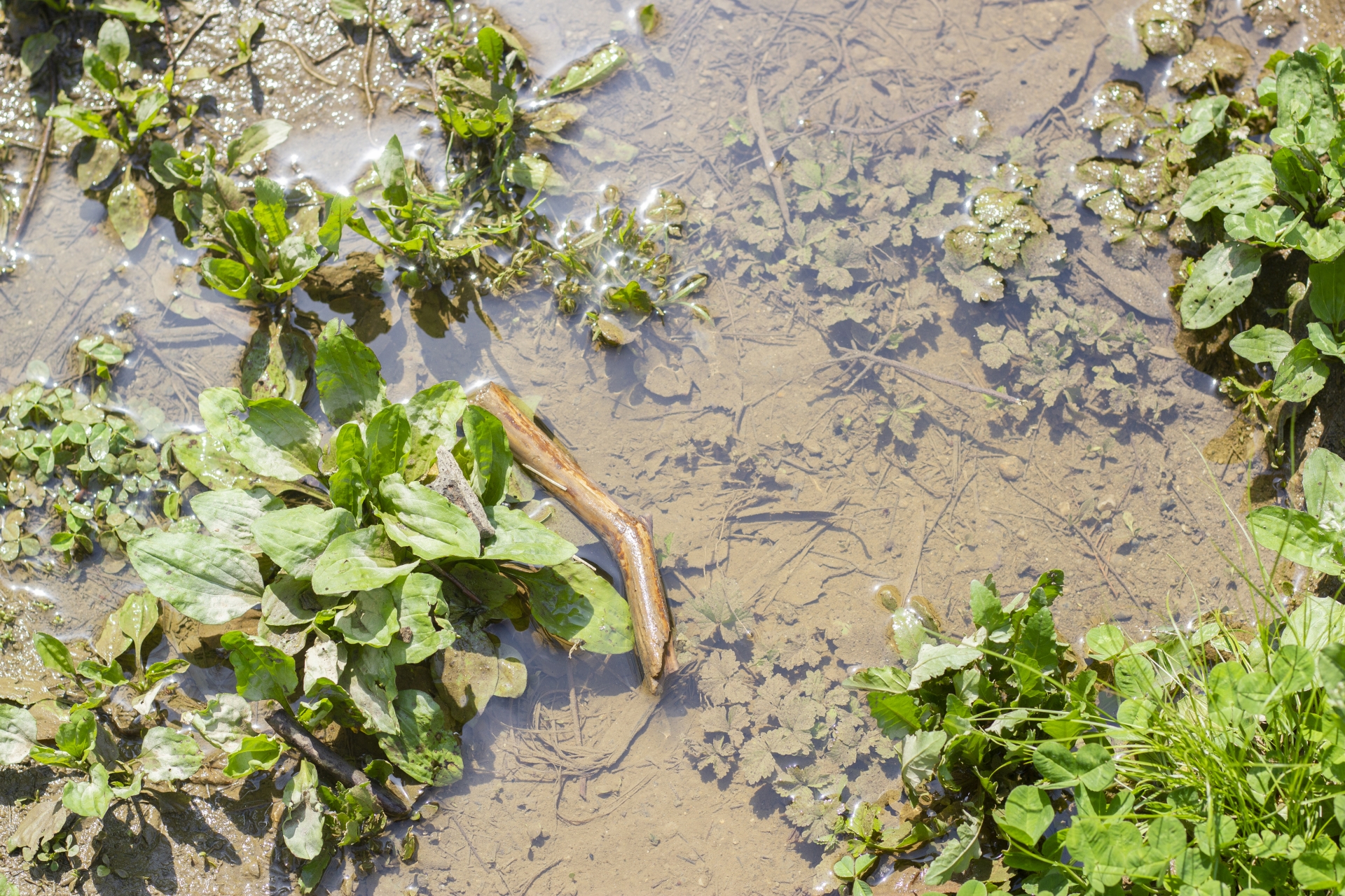 水はけの悪い土地のイメージ。記事に合致。